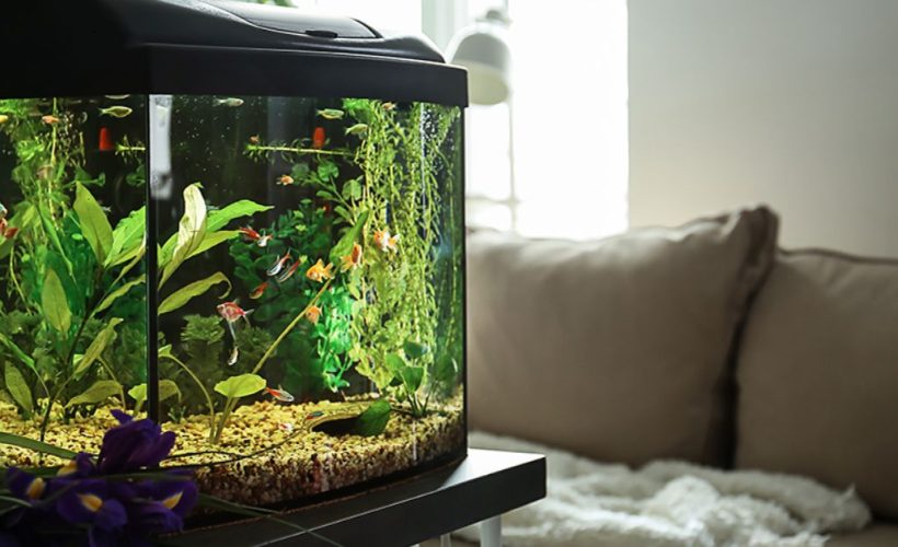 Eau aquarium propre