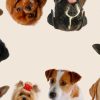 Races de chiens les plus faciles à éduquer