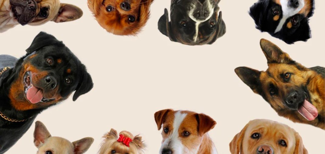 Races de chiens les plus faciles à éduquer