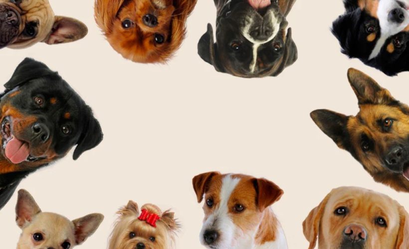 Races de chiens les plus faciles à éduquer
