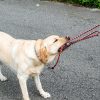chien tire en laisse