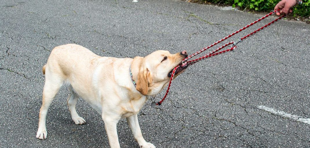 chien tire en laisse