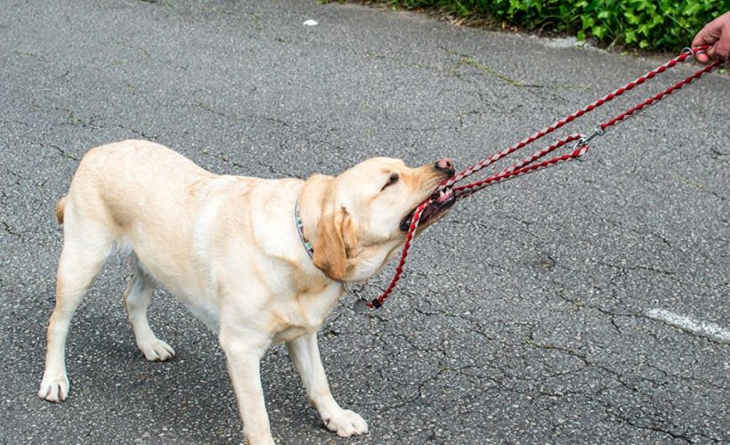 chien tire en laisse