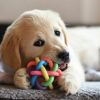 chiot