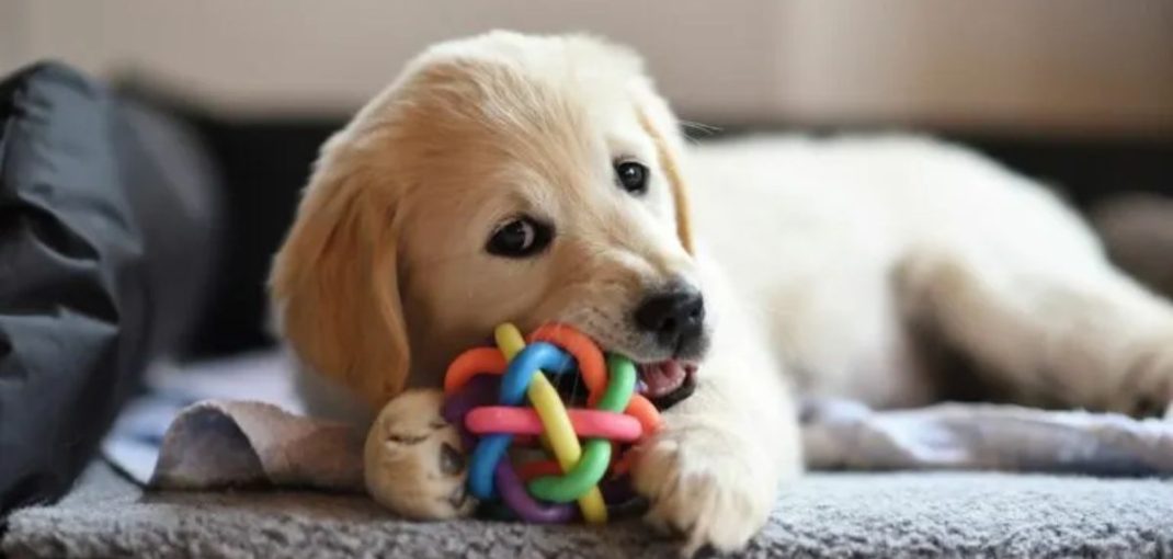 chiot