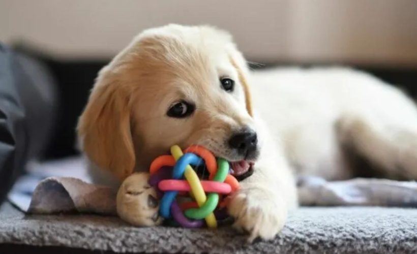 chiot