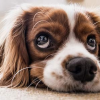 Chien en été