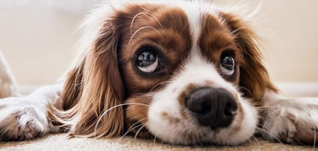 Chien en été