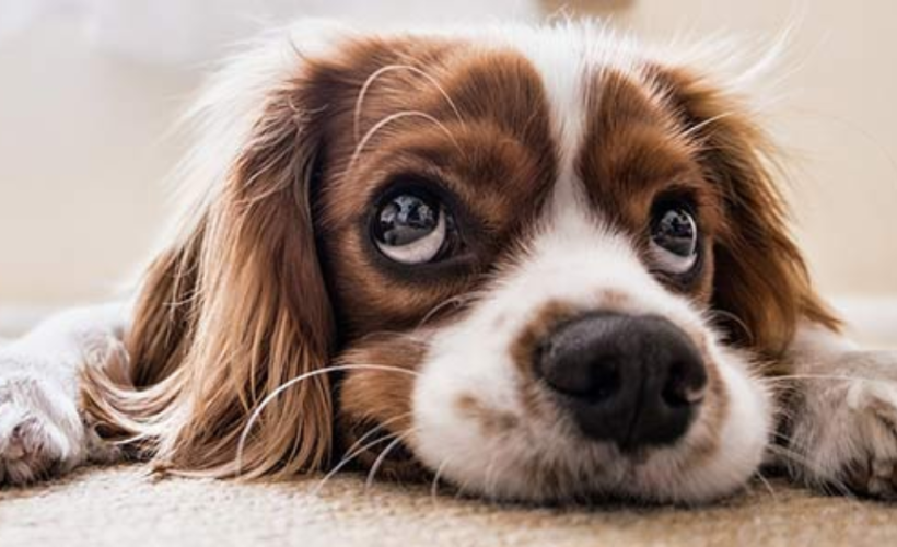 Chien en été