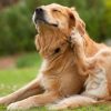 Chien se gratte