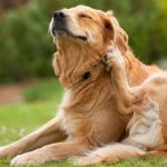 Chien se gratte