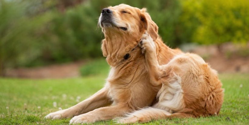Chien se gratte