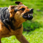 La rage chez le chien