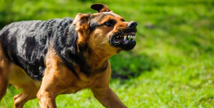 La rage chez le chien