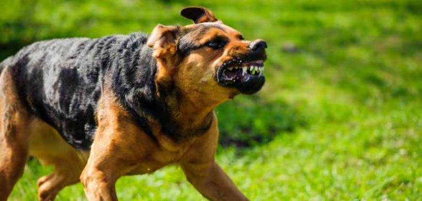 La rage chez le chien