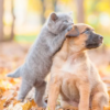Automne : conseils pour chien et chat