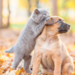 Automne : conseils pour chien et chat