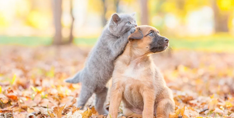 Automne : conseils pour chien et chat