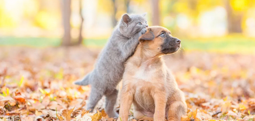 Automne : conseils pour chien et chat