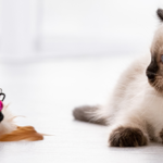 Jeux pour chat pour jouer et explorer au quotidien