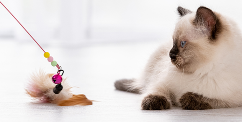 Jeux pour chat pour jouer et explorer au quotidien