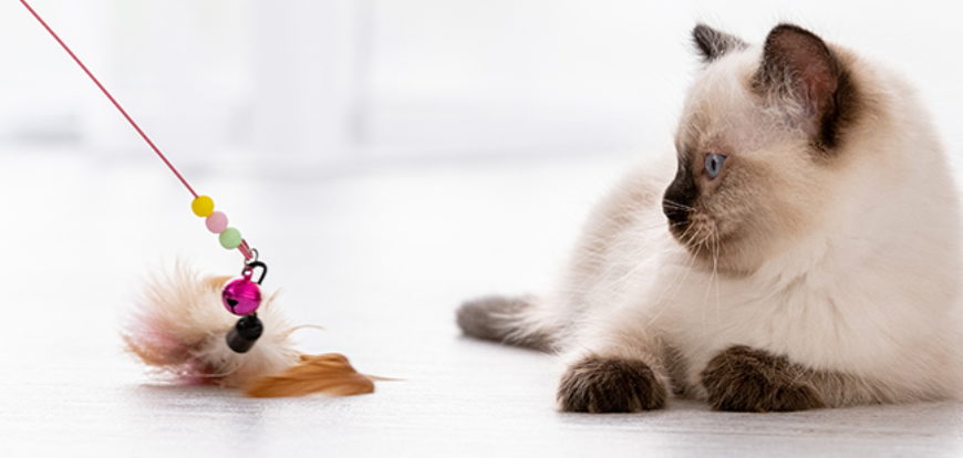 Jeux pour chat pour jouer et explorer au quotidien