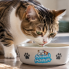 chat boit peu astuces hydratation