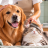 hygiène chien et chat avec produits de toilettage Sanipet